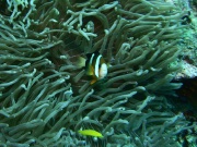 RIMG4625