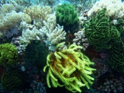 RIMG4631