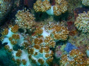 RIMG5139