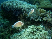RIMG5150