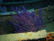 RIMG5162