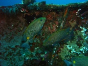 RIMG5168