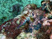 RIMG5226