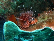 RIMG5233