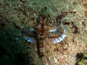 RIMG5258