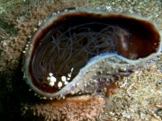 RIMG5264