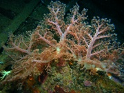 RIMG5285
