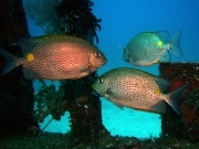 RIMG5293