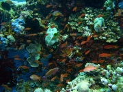 RIMG5342